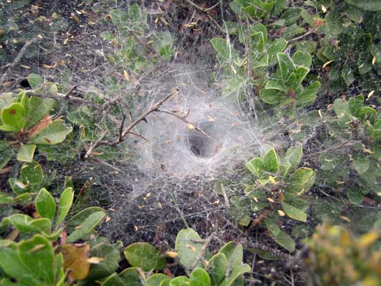 Tela de araña