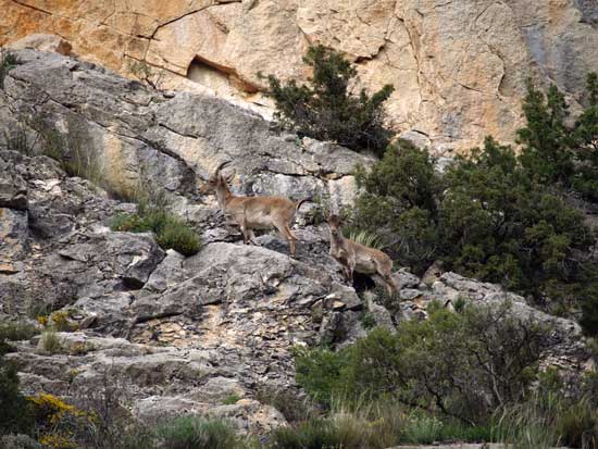 Cabras en el barranco de la Hoz
