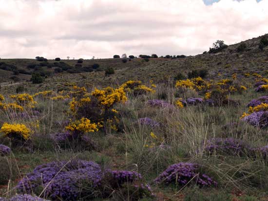 Monte de Aguatón